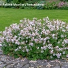 Geranium x cantabrigiense 'Biokovo'