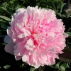 Paeonia lactiflora 'Sarah Bernhardt'