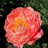 Paeonia x hybrida 'Coral Charm'