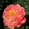 Paeonia x hybrida 'Coral Charm'