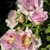 Paeonia x itoh 'Cora Louise'