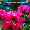 Papaver orientale 'Harlem'