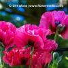 Papaver orientale 'Harlem'