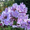 Phlox paniculata 'Franz Schubert'