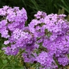 Phlox paniculata 'Hesperis'