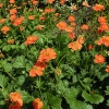 Geum coccineum Borisii-Strain ('Tango')