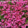 Phlox subulata 'Red Wings'