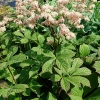 Rodgersia pinnata 'Elegans'