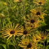 Rudbeckia subtomentosa 'Henry Eilers'