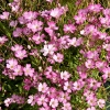 Gypsophila repens 'Rosea'