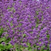 Salvia verticillata 'Purple Rain'