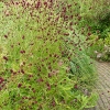 Sanguisorba officinalis 'Tanna'