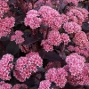 Sedum 'José Aubergine'®