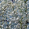 Thalictrum delavayi 'Splendide White'®