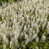Tiarella cordifolia 'Mörgrun'