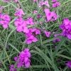 Tradescantia x andersoniana 'Red Grape'