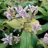 Tricyrtis hirta