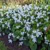 Viola sororia 'Albiflora'