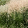 Deschampsia caespitosa 'Goldtau'