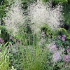 Deschampsia caespitosa 'Palava'