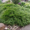 Hakonechloa macra