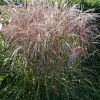 Miscanthus sinensis 'Flamingo'