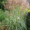 Miscanthus sinensis 'Malepartus'