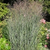 Panicum virgatum 'Heavy Metal'