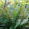 Dryopteris affinis