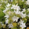 Campanula poscharskyana 'E.H. Frost'