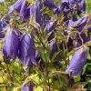 Campanula 'Sarastro'