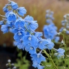 Delphinium belladonna 'Ballkleid'