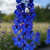 Delphinium elatum 'Finsteraarhorn'