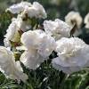 Dianthus plumarius 'Haytor'