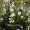 Dictamnus albus 'Albiflorus'