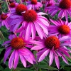 Echinacea purpurea 'Feeling Pink'