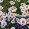 Erigeron 'Sommerneuschnee'