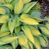 Hosta 'June'®