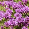 Monarda 'Aquarius'