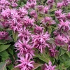 Monarda 'Bee-Lieve'®