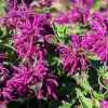 Monarda 'Bee-Pure'®