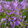 Nepeta yunnanensis 'Blue Dragon'