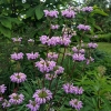 Phlomis tuberosa