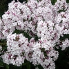 Phlox paniculata 'Nirvana'