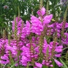 Physostegia virginiana 'Vivid'