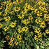 Rudbeckia fulgida 'Little Goldstar'®