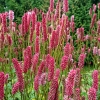 Sanguisorba officinalis 'Blackthorn'