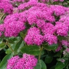 Sedum 'Carl'