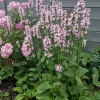 Stachys monieri 'Rosea'