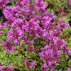 Thymus praecox 'Creeping Red'